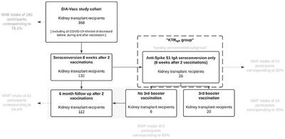 MMF/MPA Is the Main Mediator of a Delayed Humoral Response With Reduced Antibody Decline in Kidney Transplant Recipients After SARS-CoV-2 mRNA Vaccination